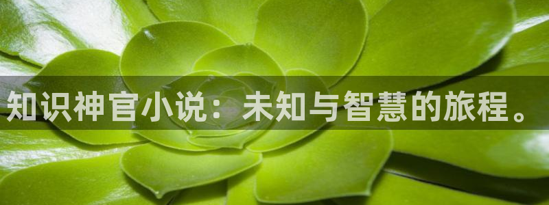 同人小说免费版：知识神官小说：未知与智慧的旅程。